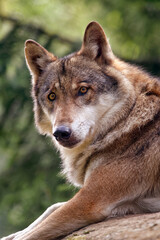 Gray Wolf - Canis Lupus