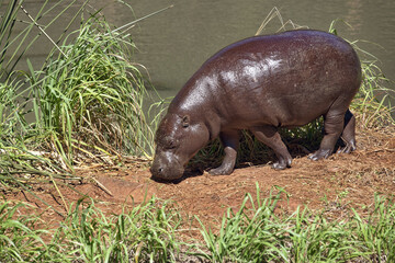 Pygmy hippopotamus - Choeropsis liberiensis / Hexaprotodon liberiensis