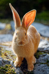 Flemish giant rabbit - Oryctolagus cuniculus domesticus