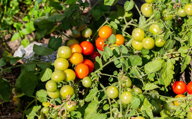 Growing and ripening cherry tomatoes in the summer at their summer cottage. Red and green small tomatoes, ripeness.