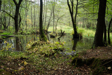 Forest landscape of swampy area near the Vyacha reservoir in autumn, Belarus. A short walk near swampy on a cloudy day. Scenery of swamp and  green water, fallen trees, damp in the forest.
