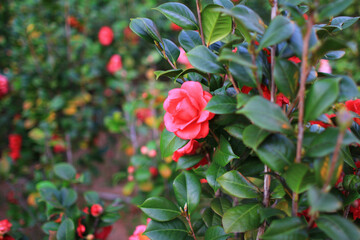 a red Camellia japonica, the spring garden