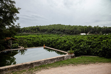 Fototapeta na wymiar organic orange cultivation farm with a water pond