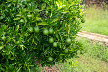 oranges in the process of ripening, fruits on the tree