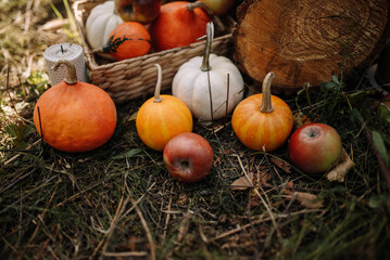Pumpkins and apples on the grass and in a straw basket. Autumn harvest