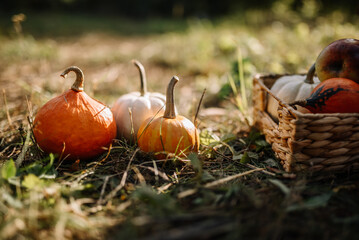 Small pumpkins on the grass and in a basket on a sunny day