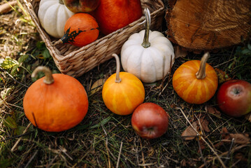 Small pumpkins on the grass and in a straw basket