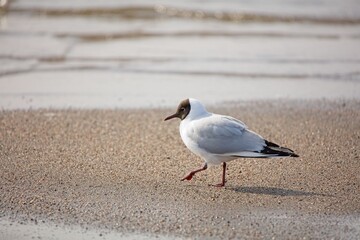 Black-headed gull (Larus ridibundus) walking on a sandy beach in spring.