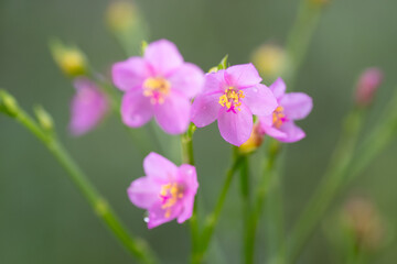 Fototapeta premium All parts of the Ceylon spinach plant are edible.