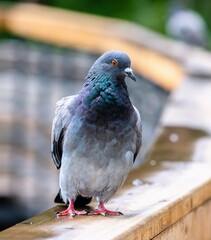 pigeon in the park