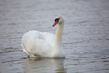 Mute swan (Cygnus olor) swimming in sea in spring.