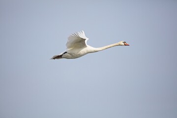 Mute swan (Cygnus olor) in flight in spring.