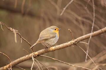 European robin (Erithacus rubecula) or robin redbreast, is a small insectivorous passerine bird on bracnh on a brown background in spring. 