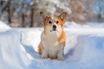 cute welsh corgi dog walking in the snow in winter