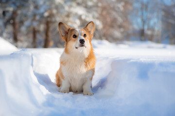 cute welsh corgi dog walking in the snow in winter