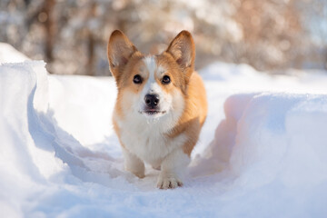 cute welsh corgi dog walking in the snow in winter