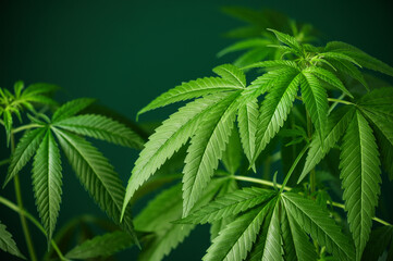 Hemp leaf background. Marijuana, cannabis herb wallpaper. Medical cannabis sativa on green...