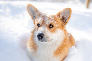 cute welsh corgi dog walking in the snow in winter