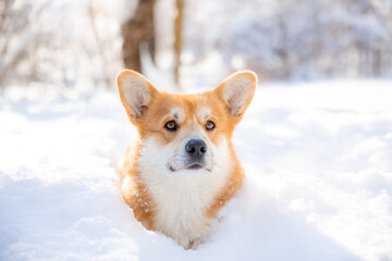 cute welsh corgi dog walking in the snow in winter