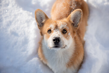 cute welsh corgi dog walking in the snow in winter - obrazy, fototapety, plakaty