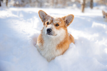 cute welsh corgi dog walking in the snow in winter