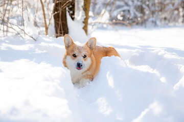 cute welsh corgi dog walking in the snow in winter