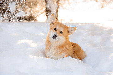cute welsh corgi dog walking in the snow in winter