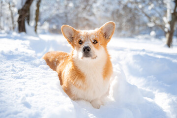 cute welsh corgi dog walking in the snow in winter