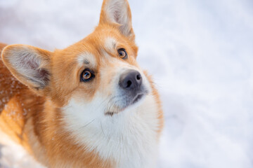 Obraz premium cute welsh corgi dog walking in the snow in winter