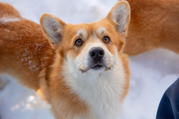 Naklejka na ściany i meble cute welsh corgi dog walking in the snow in winter