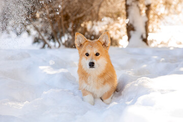 cute welsh corgi dog walking in the snow in winter