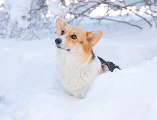 cute welsh corgi dog walking in the snow in winter