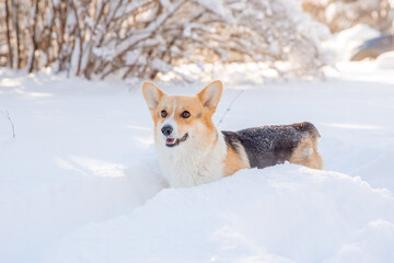 cute welsh corgi dog walking in the snow in winter