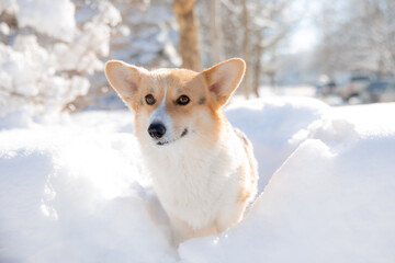 cute welsh corgi dog walking in the snow in winter