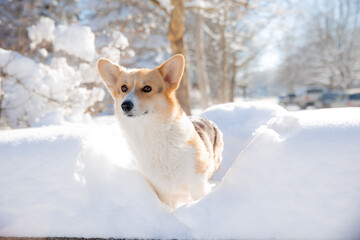 cute welsh corgi dog walking in the snow in winter