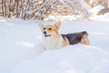 cute welsh corgi dog walking in the snow in winter