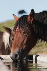 Group of two mares drinking water in trough