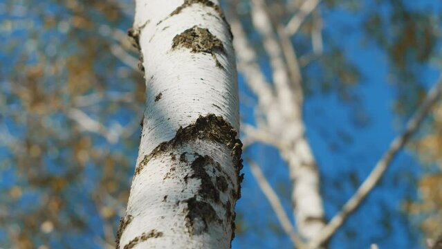 Pattern of birch trunk close up