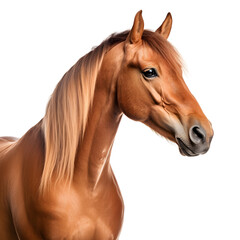 Fototapeta premium Side view of a horse head with long mane portrait isolated on white background cutout