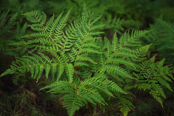 Fototapeta na wymiar Green fern bush close up