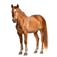 Portrait of a horse standing with long mane on transparent background
