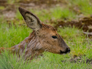 Roe Deer Head in Grass