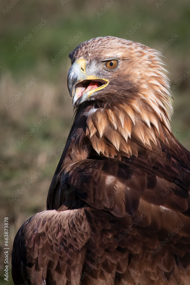 Poster a close up half length portrait of a golden eagle, aquila chrysaetos, it is shown here with its beak