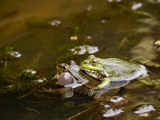Male Marsh Frog Bellowing in a Pond