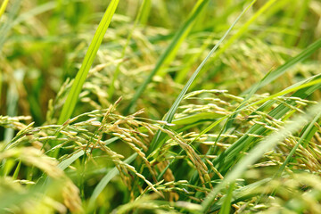 green rice field background close up beautiful yellow rice fields soft focus