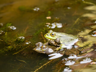 Male Marsh Frog Bellowing in a Pond