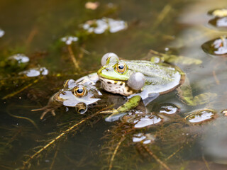 Marsh Frog