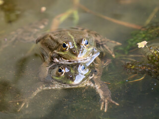 Naklejka premium Marsh Frog