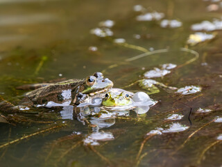 Marsh Frog