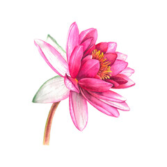 Fototapeta premium Water lilies. Hand drawn watercolor illustration of pink flowers and green leaves on white isolated background. Botanical painting suitable for Wedding Invitation, save the date or greeting card